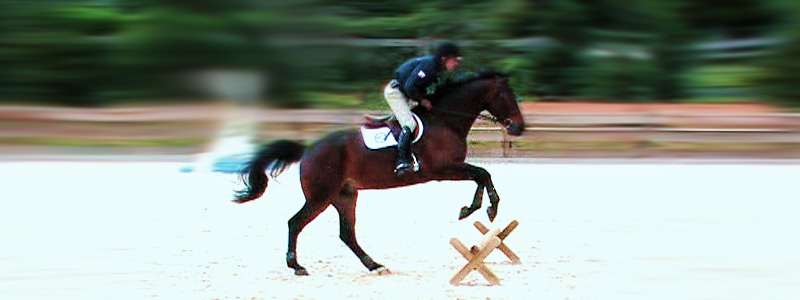 Showjumping training